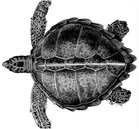 slide show image slide turtle